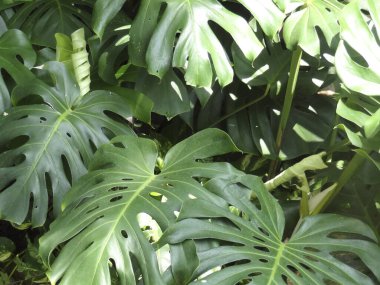 Bahçede egzotik yeşil tropikal yapraklar.