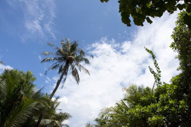 Mavi gökyüzü arka plan güzel palmiye ağaçlarının        