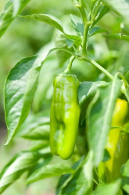 Bahçedeki yeşil biberleri kapatın.