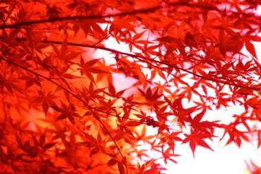 Sonbahar yaprakları, sonbahar bitkileri