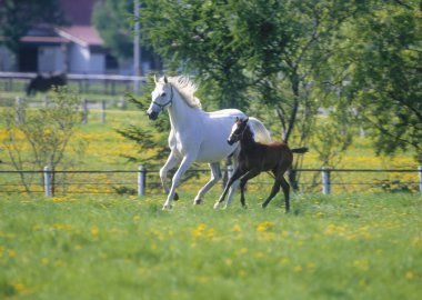 Yeşil yaz otlağındaki atlar gündüz vakti 