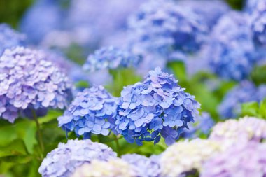 Bahçedeki güzel mavi ortanca çiçekleri