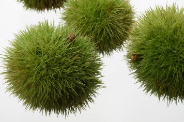  Japon kestaneleri beyaz arka planda izole edilmiş. 