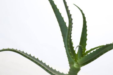 aloe vera bitkisi beyaz arkaplanda izole