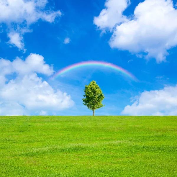 Arco Iris Sobre Árbol Campo Verde Con Cielo Azul —  Fotos de Stock