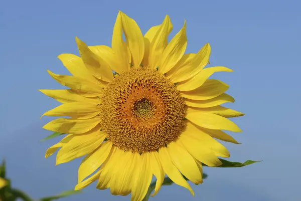 Sonnenblume Auf Dem Feld — Stockfoto