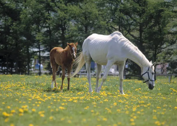 Yeşil Yaz Otlağındaki Atlar Gündüz Vakti — Stok fotoğraf
