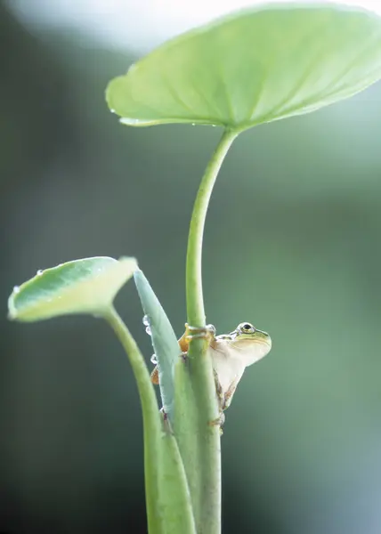 Close Shot Beautiful Frog Natural Background — Stock Photo, Image