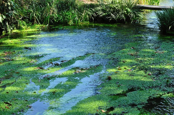 Zielona Powierzchnia Wody Glonami — Zdjęcie stockowe