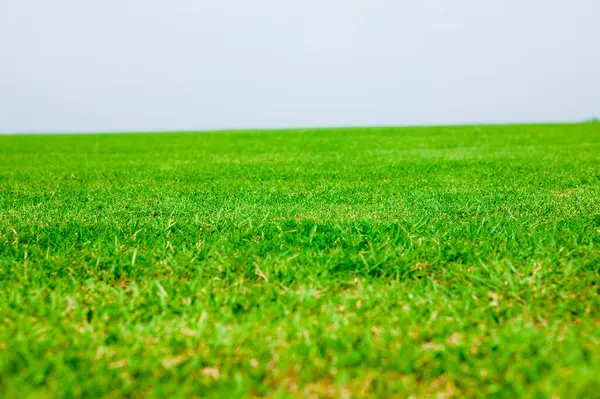 Campo Golf Con Prato Verde — Foto Stock