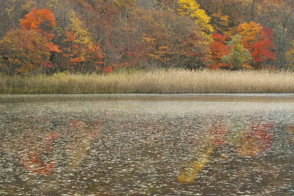 Осенний Пейзаж Деревьями Лесу Озере — стоковое фото