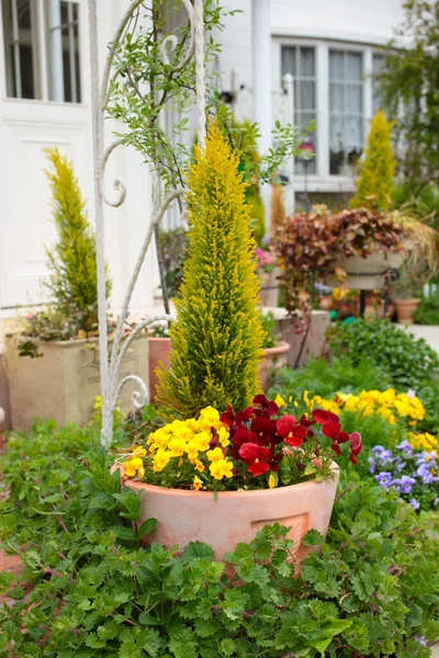 Beautiful Flowers Plants Garden — Stockfoto