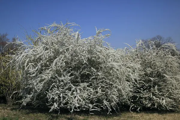 白い花の木 — ストック写真