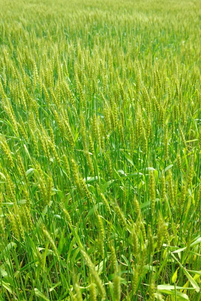 Weizenfeld Einem Sonnigen Sommertag — Stockfoto