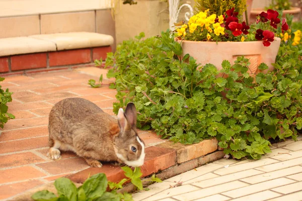 Conejo Sentado Cerca Las Flores Comer Suelo Cerca Ver — Foto de Stock