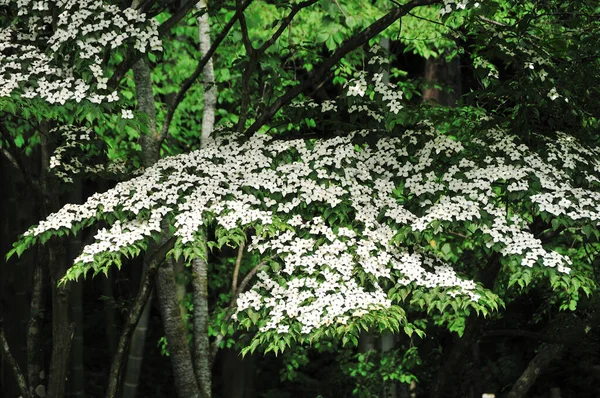 Δένδρο Ανθισμένο Λευκά Λουλούδια Στο Ανοιξιάτικο Δάσος — Φωτογραφία Αρχείου