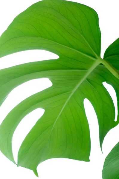 Planta Monstera Verde Fundo Branco — Fotografia de Stock