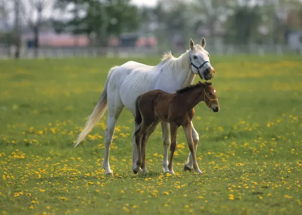 Beautiful Horses Grazing Green Field Farm — Stock Photo, Image