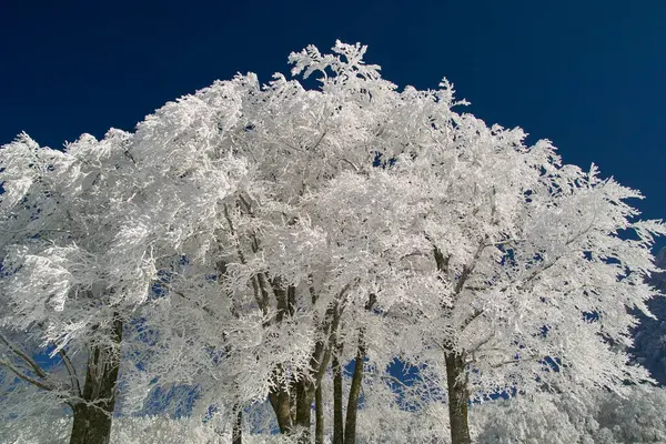 Bela Paisagem Inverno Com Árvores Cobertas Geada Neve — Fotografia de Stock