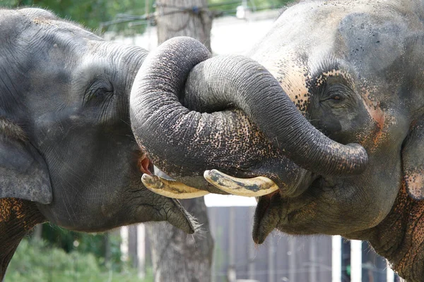 Deux Éléphants Dans Zoo — Photo