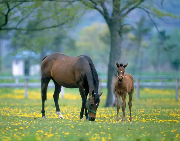 Cavalos Pastando Campo Verde Uma Manhã Ensolarada — Fotografia de Stock