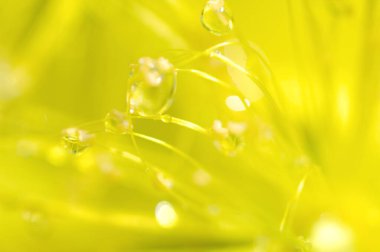 Güzel sarı çiçekler ve çiğ damlaları