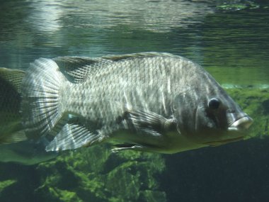 Akvaryumdaki balıklar.