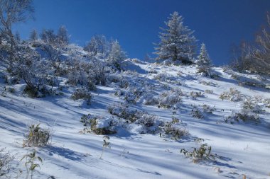 Dağlarda karla kaplı ağaçlarla kaplı kış manzarası            