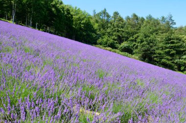 Yaz tarlasında lavanta çiçekleri. Doğa