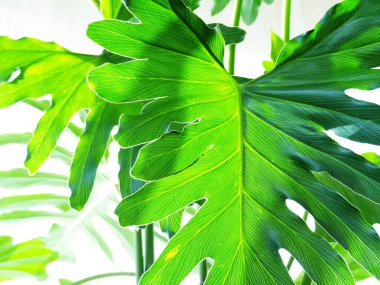 Açık arkaplanda yeşil tropikal yaprakların yakın plan görüntüsü  