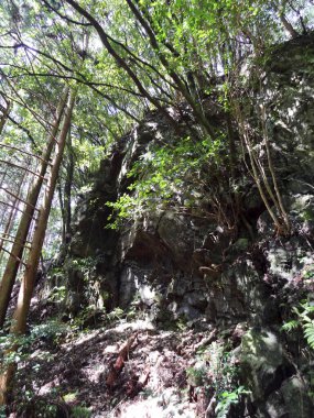 Kayalar ve ağaçlarla dolu ormanın güzel manzarası   