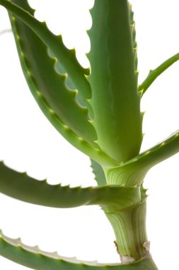 aloe vera bitkisi beyaz arkaplanda izole