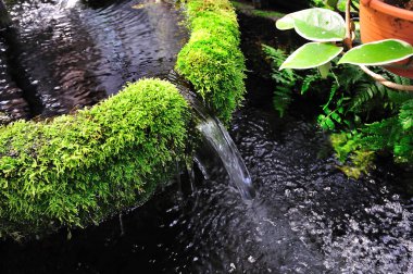 Nehirde yetişen yeşil bitkiler, doğa bitki örtüsü