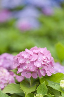 beautiful pink hydrangea flowers in garden