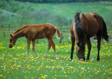 Çiftlikteki yeşil arazide otlayan güzel atlar.
