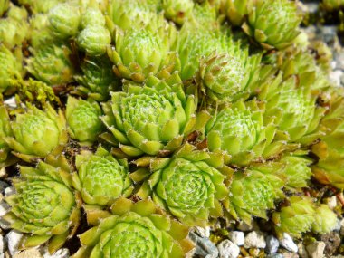 Yerde yeşil kaktüs