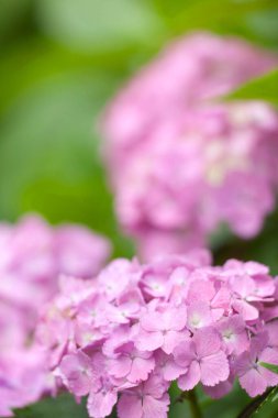 Bahar bahçesinde güzel pembe ortanca çiçekleri      