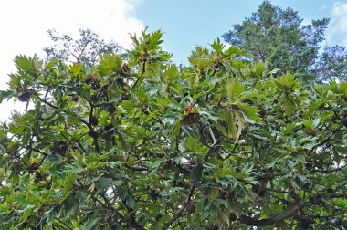 Parktaki ağaç dallarında yeşil yapraklar, bitki örtüsü ve yapraklar  