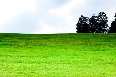 yeşil çimenler tarlada 