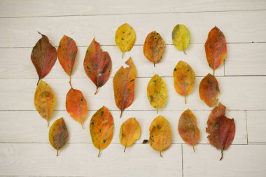Ahşap arka planda sonbahar yaprakları