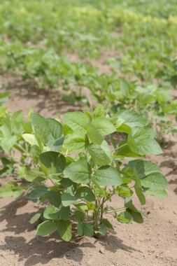 Gündüz yeşil bitkiler tarlada 