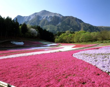 Bahçedeki güzel çiçekler