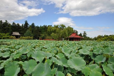 Bahçesinde göl olan güzel bir manzara.