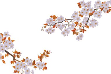 Kiraz çiçekleriyle güzel bahar çiçekleri.          