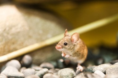 Yumuşak çakıl taşlarının arasında duran küçük kahverengi fare