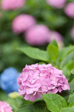 Bahar bahçesinde güzel pembe ortanca çiçekleri      
