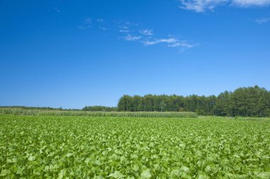 Mısır tarlasının güzel manzarası