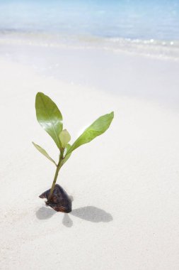 Kumlu sahilde güzel yeşil filiz, yakın plan..       