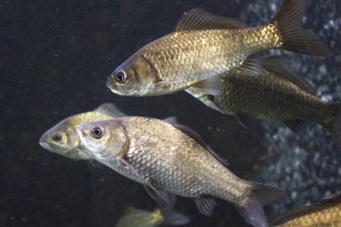 Akvaryumdaki balıklar, sualtı yaşamı.