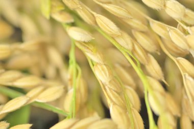 Hasat mevsiminde buğday tarlasını kapatın.